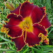 Spacecoast Congo Red Daylily